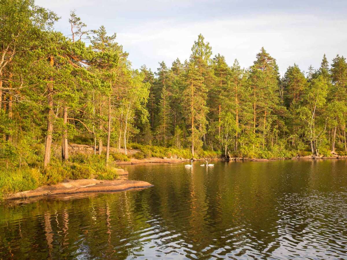 Nuuksio National Park in summer, in August. Finland's national bird, the whooper swan, with their baby. Finnish nature near Helsinki, Finland.