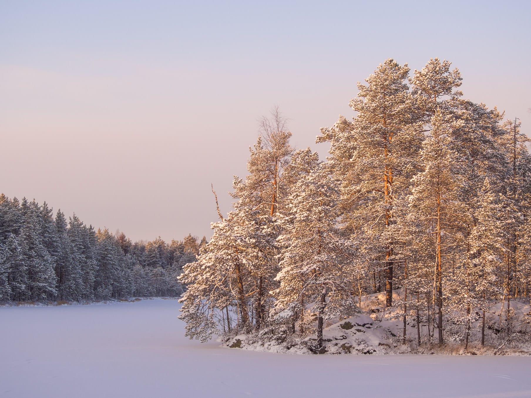 The amazing beauty and peacefulness of a Finnish forest in Nuuksio National Park, when all the trees are covered in snow. Nature near Helsinki, Finland.