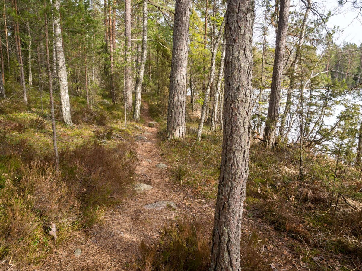 Nuuksio National Park at the end of winter and beginning of spring. Dry trails at the end of March. Finnish nature near Helsinki, Finland.