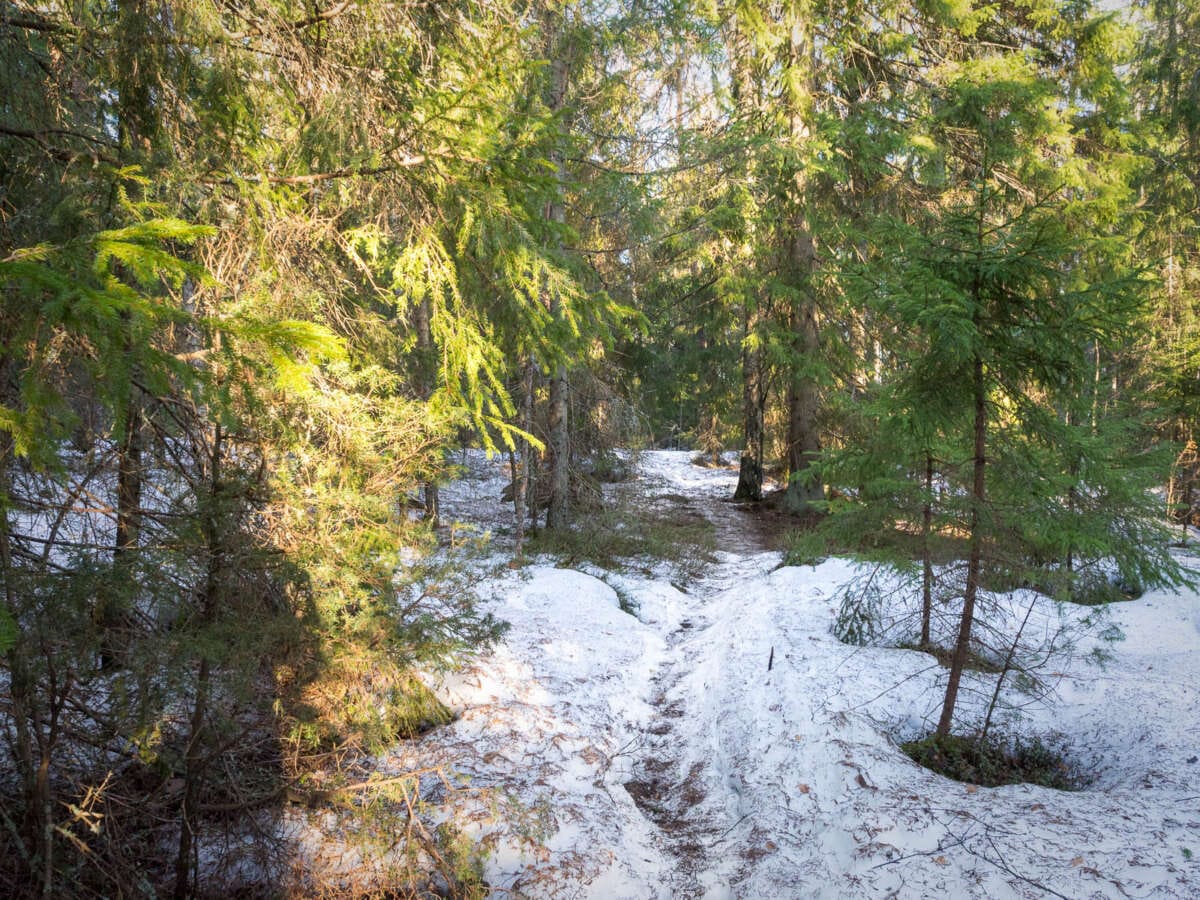 Nuuksio National Park at the end of winter and beginning of spring. Snowy trails at the end of March. Finnish nature near Helsinki, Finland.