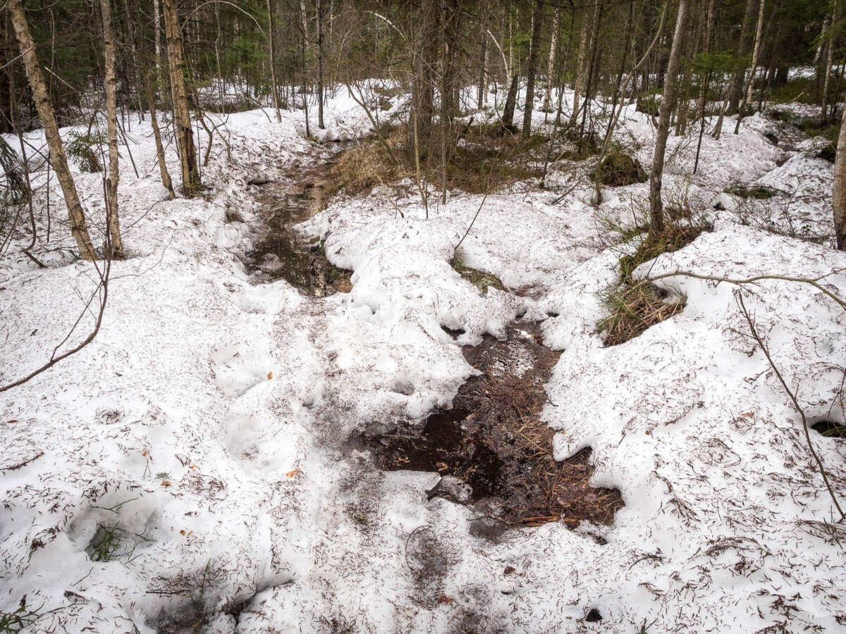 Nuuksio National Park at the end of winter and beginning of spring. Wet trails at the end of March. Finnish nature near Helsinki, Finland.